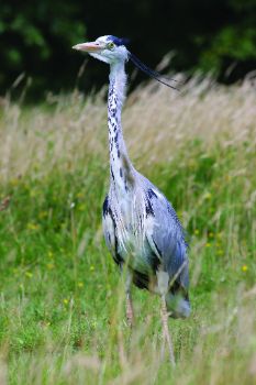 Garza real (Ardea cinerea)